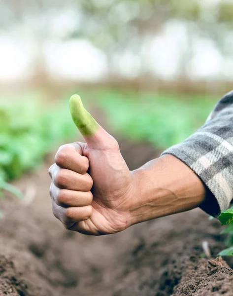 Hand, green thumb and eco friendly farming in closeup with soil, dirt or earth for sustainable growth. Farmer, farm and thumbs up in sustainability, ecology or agriculture safety for future of planet.