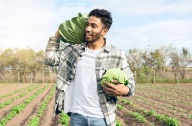 Çiftlik, sürdürülebilirlik ve marul hasat mevsiminde tarım arazisinde yürüyen bir adamla birlikte. Sürdürülebilirlik veya organik üretim için erkek çiftçiliğe sahip gıda, tarım ve bitki.