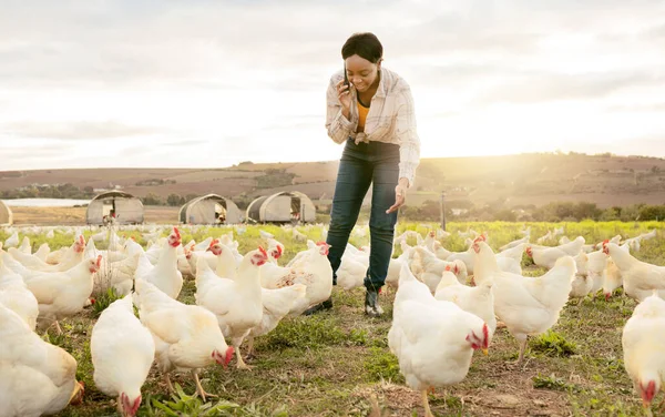 stock image Chicken farmer, phone call and black woman on farm, talking or discussing meat delivery deal. Poultry, sustainability and small business female or worker speaking to contact on 5g mobile smartphone