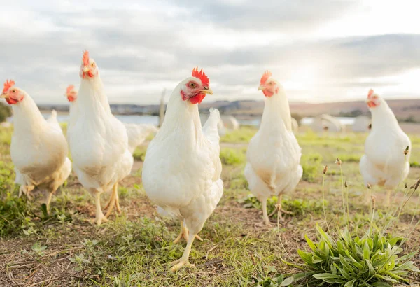 Agricultura Sustentabilidade Alimentação Com Frango Fazenda Para Agricultura Biológica Avícola — Fotografia de Stock