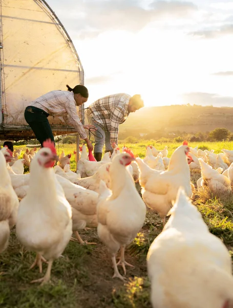 Frango Aves Homem Com Agricultura Feminina Gado Alimentação Animal Para — Fotografia de Stock