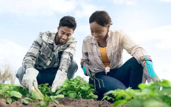 Farmer, plant vegetables and couple on agriculture farm for garden soil innovation, enviroment sustainability and gardening wellness. Farming, eco friendly workers and healthy nutrition or ecology.