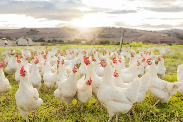 Farm, sustainability and chicken flock on farm for organic, poultry and livestock farming. Lens flare with hen, rooster and bird animals in countryside field in spring for meat, eggs and protein.