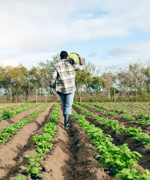 Colheita Agricultura Homem Caminhando Fazenda Alimentos Para Agricultura Sustentabilidade Ecologia — Fotografia de Stock
