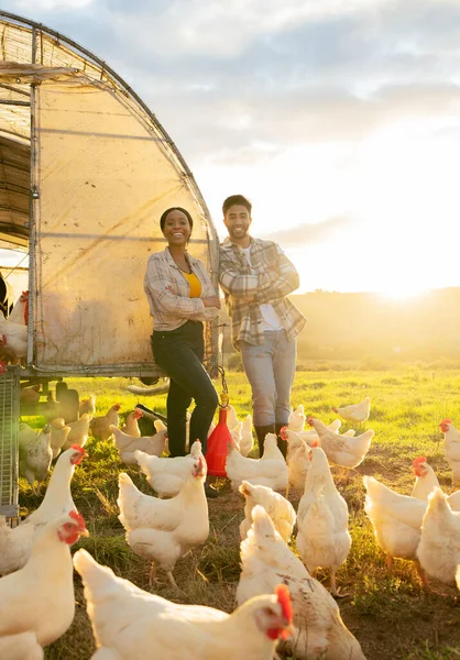 Chicken, farm and man and woman portrait of farmer team working together in agriculture farming. Barn, poultry and interracial couple on hen farm or animal field in the summer nature at sunset.