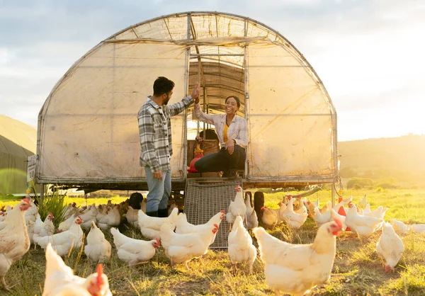 Agricultor Frango Fazenda Rural Agricultura Sustentável Pecuária Para Sustentabilidade Saudável — Fotografia de Stock