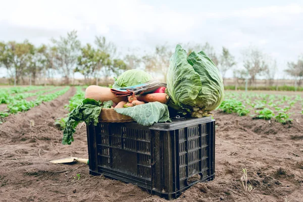 Agricultura Colheita Campo Recipiente Hortaliças Alimentos Orgânicos Crescimento Primavera Isolados — Fotografia de Stock