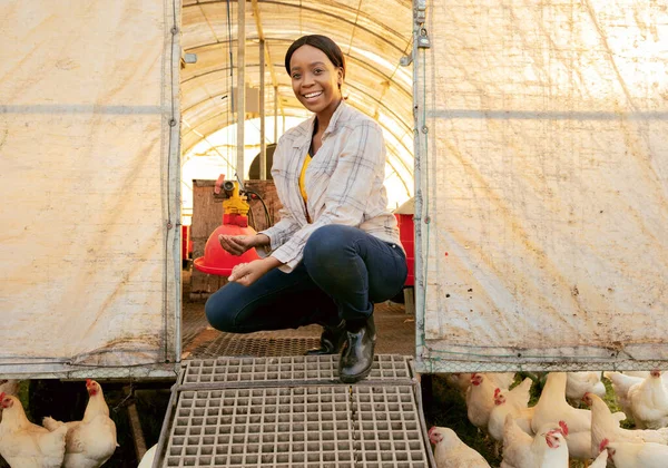 Farm, agriculture and chickens with a farmer black woman in a chicken coop while farming for sustainability. Countryside, agricultural and poultry with a female working in the chicken or egg industry.