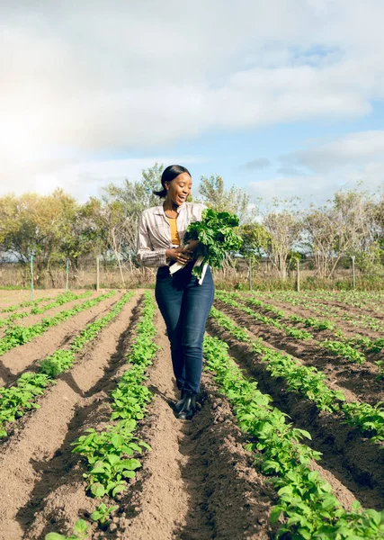 Happy woman, spinach agriculture and nature harvest, gardening environment and spring field, sustainability and agro supply chain. Black woman farming healthy, green and eco vegetables in countryside.