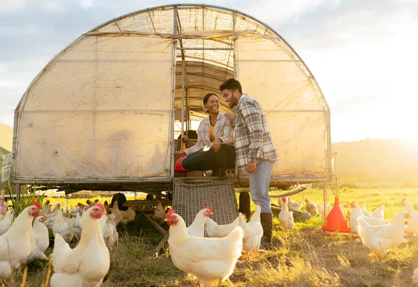 Farm, chicken and man and woman on agriculture field in the countryside for hen farming in summer. Poultry, farmer and farming multiracial couple on ranch for sustainable environmental harvest.
