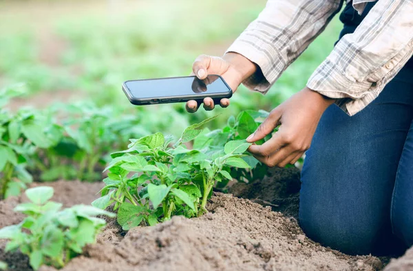 农业和农民耕作与手机为数字创新在农场的可持续性 生态和生态友好人士用移动应用程序检查田里的植物生长情况 — 图库照片