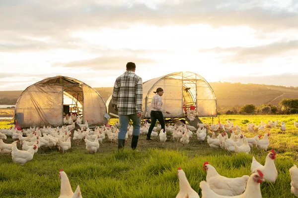 Farm, couple and chicken with an agriculture team working together outdoor in the poultry industry. Grass, nature and sustainability with a man and woman farmer at work with agricultural chickens.