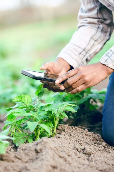 Φάρμα Τηλέφωνο Και Λάβει Εικόνα Των Φυτών Μέσα Κοινωνικής Δικτύωσης — Φωτογραφία Αρχείου