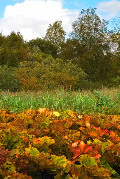Красота Осени Лес Пейзаж Цветах Осени — стоковое фото