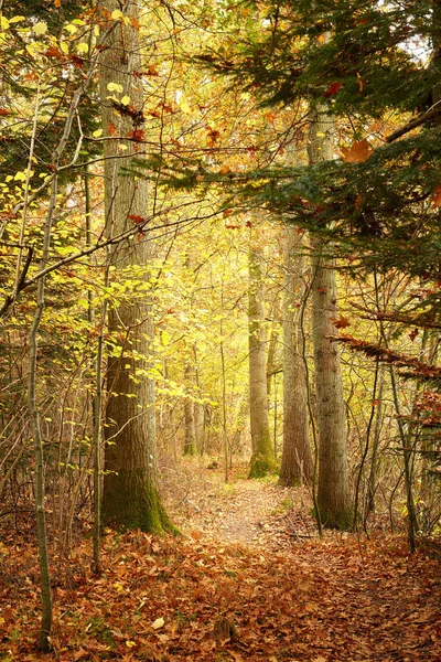 Forest Dressed Colors Autumn Forest Colors Autumn — Φωτογραφία Αρχείου