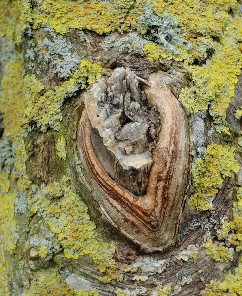 Ліс Тролів Ребільд Данія Зачарований Ліс Національному Парку Ребільд Ютландія — стокове фото