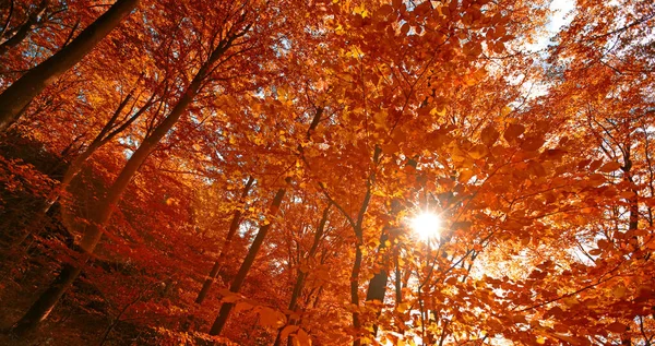 Φθινοπωρινά Δέντρα Φθινόπωρο Δάσος Όλα Ζεστά Χρώματαφθινόπωρο Φυσικό Υπόβαθρο — Φωτογραφία Αρχείου