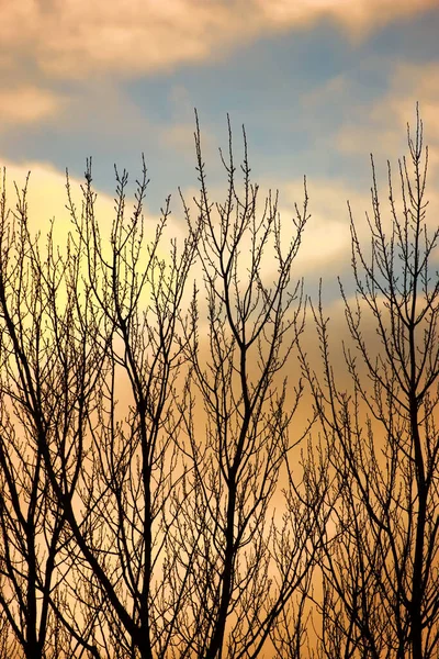 Осень Цветах Осени Осень Ранний Зимний Закат Дерево — стоковое фото