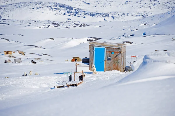 Szivárgott Kutyák Körül Város Ilulissat Grönland Szánkózott Kutya 7000 Szánhúzó — Stock Fotó