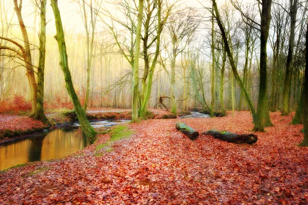 Φθινόπωρο Στα Χρώματα Του Φθινοπώρου Δάσος Φθινόπωρο Την Ανατολή Και — Φωτογραφία Αρχείου