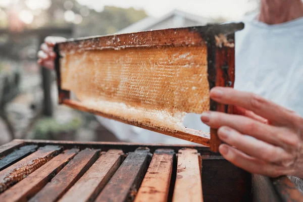 Соты Пчеловодство Пчеловодство Мед Натуральным Продуктом Крупным Планом Женщиной Пчеловодом — стоковое фото