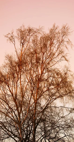 Осень Цветах Осени Осень Ранний Зимний Закат Дерево — стоковое фото