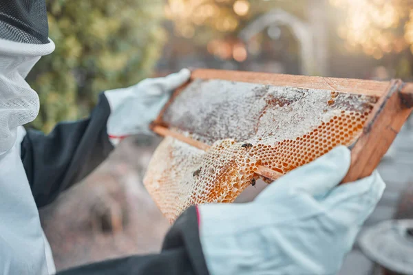 Hands, honeycomb and farm with a woman beekeeper working outdoor in the production of honey. Agriculture, sustainability and industry with a female farmer at work to extract produce during harvest.