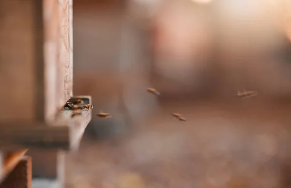 Пчеловодство Сельское Хозяйство Пчёл Естественной Среде Производства Натурального Меда Ферме — стоковое фото