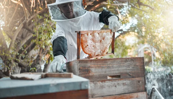 Farm, honey and agriculture with a woman beekeeper working in bee farming outdoor for natural production. Food, countryside and frame with a female farmer at work with honeycomb for sustainability.