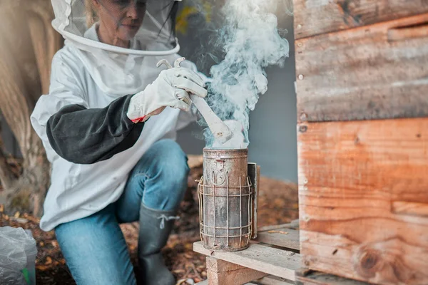 Beekeeper, bee suit and smoke, fog and smoking a beehive box outdoor on a farm, working and safety protection. Agriculture work, senior woman and farmer with a smoker to extract honey or honeycomb.