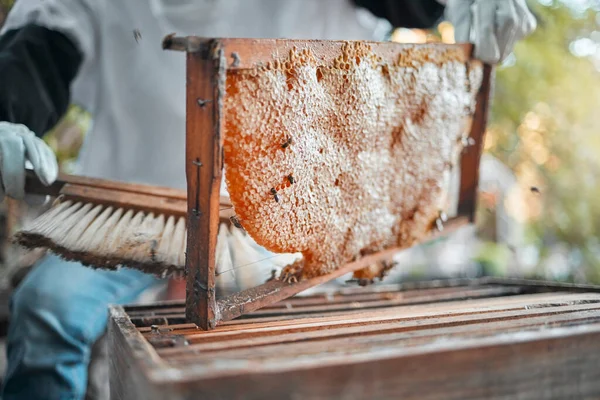 Honeycomb, farm and agriculture with a woman beekeeper working outdoor in the countryside for production. Food, frame and sustainability with a female farming at work with honey extract closeup.