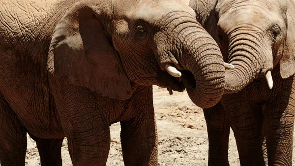 마시는 곳에서 아프리카 평원의 코끼리들 — 스톡 사진