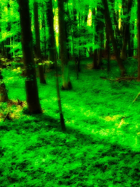Saftiger Wald Frühling Ein Sehr Scharfes Und Detailliertes Foto Des — Stockfoto