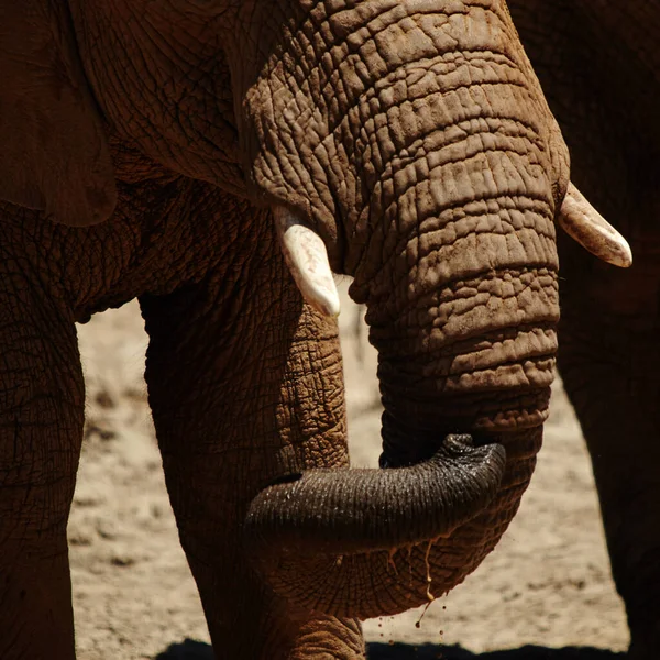 Sokoldalú Elefánt Törzs Elefántok Afrika Síkságain — Stock Fotó