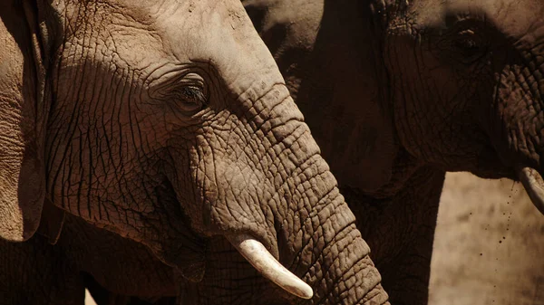 Estas Criaturas Majestuosas Necesitan Nuestra Protección Elefantes Las Llanuras África —  Fotos de Stock