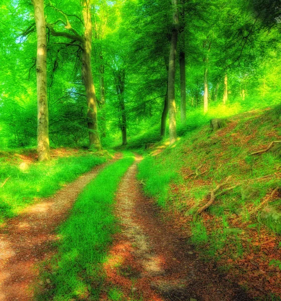 Baharda Yemyeşil Orman Lkbaharda Ormandaki Bir Patikanın Fotoğrafı — Stok fotoğraf