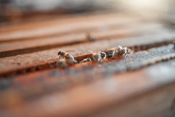 Bijen Bijenkorf Achtergrond Van Honingteelt Duurzaamheid Biologische Productie Productie Eco — Stockfoto
