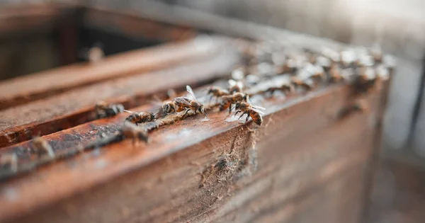 Μέλισσες Ξύλο Και Έντομα Για Την Παραγωγή Μελιού Ένα Βιώσιμο — Φωτογραφία Αρχείου