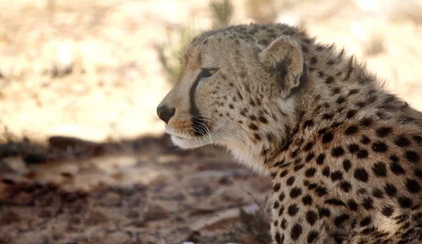 Hızlıların Hızlısı Afrika Düzlüklerinde Bir Çita — Stok fotoğraf