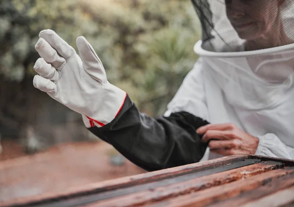 Γάντια Μελισσοκόμος Και Γυναίκα Ένα Αγρόκτημα Μελισσών Που Εργάζονται Τις — Φωτογραφία Αρχείου