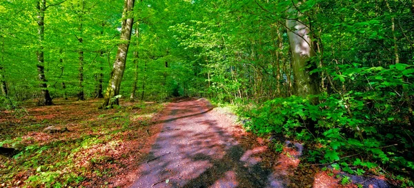 Baharda Yemyeşil Orman Baharda Danimarka Nın Meşhur Doymuş Ormanının Çok — Stok fotoğraf