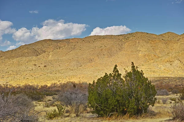 Désert Californien Anza Borrego Anza Borrego Desert State Park Californie — Photo