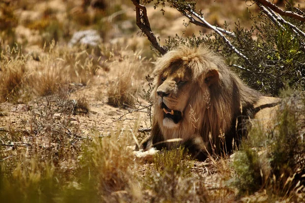 Hes King Jungle Lion Plains Africa — Stok fotoğraf