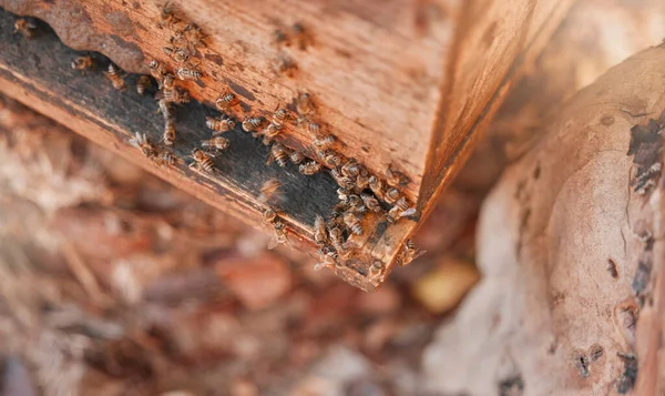 Bin Honungsodling Och Jordbrukets Hållbarhet För Insekternas Hållbarhet Naturlig Ekologisk — Stockfoto