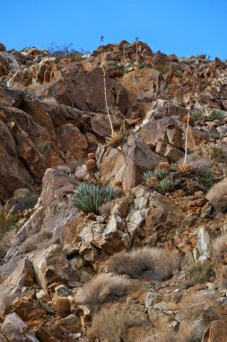Barrel Cactus. Barrel Cactus Ferocactus cylindraceus in the Anza-Borrego Desert in Southern California, USA clipart