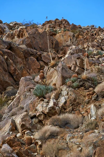 樽のサボテン バレルサボテン アメリカ合衆国南カリフォルニアのアンザボレゴ砂漠のフェロクタスシリンドラセウス — ストック写真