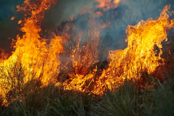 Deze Plek Gaat Vlammen Een Brandend Wild Vuur — Stockfoto