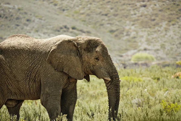 Tierra Toca Música Para Los Que Escuchan Majestuoso Elefante Pastando —  Fotos de Stock