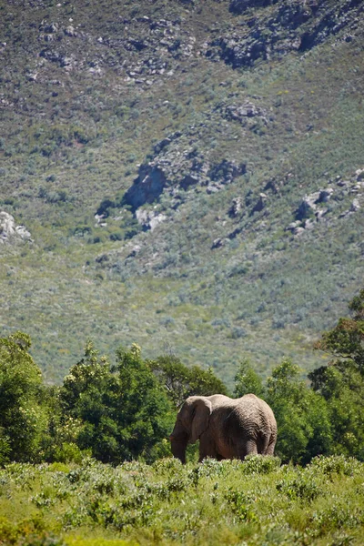 트렁크에 쓰레기 위엄있는 코끼리가 자유롭게 광야를 거니다 — 스톡 사진