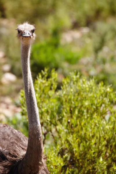 Ive got my eyes on you. Closeup cropped shot of an ostrich stretching his neck